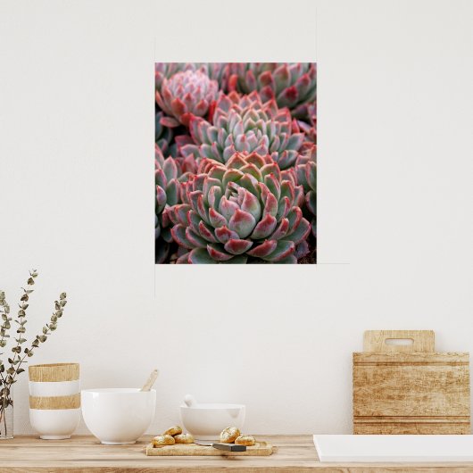 Succulenten Poster (Keuken)