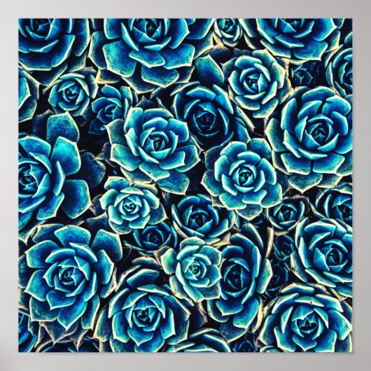Succulenten Poster (Voorkant)