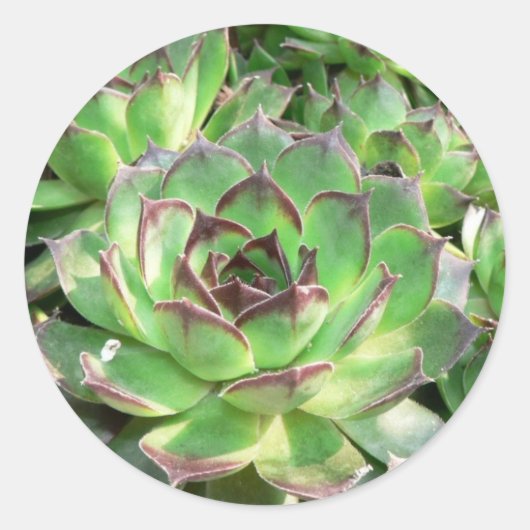 Succulenten Ronde Sticker (Voorkant)