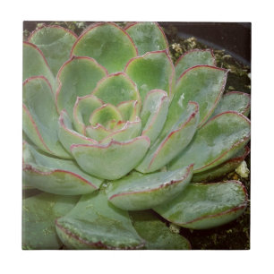Succulenten Tegeltje