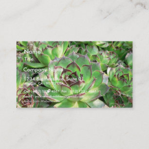 Succulenten Visitekaartje
