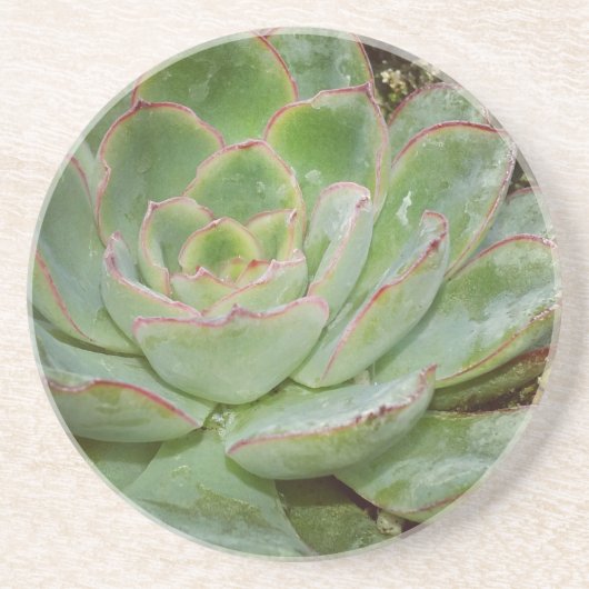 Succulenten Zandsteen Onderzetter (Voorkant)
