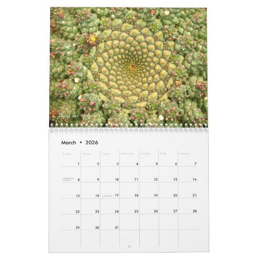 Succulents 2016 Calendar by Debra Lee Baldwin Kalender (Mar 2026)