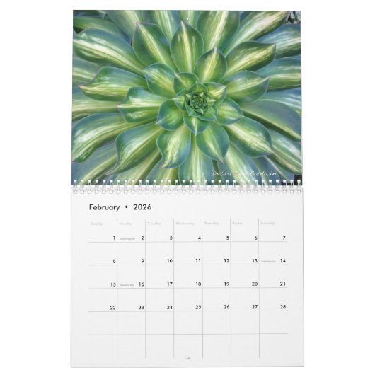 Succulents 2016 Calendar by Debra Lee Baldwin Kalender (Feb 2026)