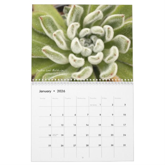 Succulents 2016 Calendar by Debra Lee Baldwin Kalender (Jan 2026)