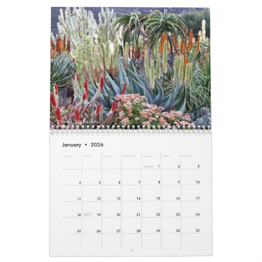 Succulents 2018 Kalender van Debra Lee Baldwin (Jan 2026)