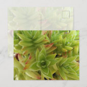 Succulents Post Card Briefkaart (Voorkant / Achterkant)