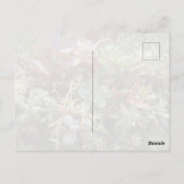 Succulents Postcard Briefkaart (Achterkant)