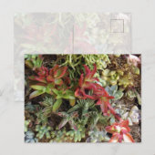 Succulents Postcard Briefkaart (Voorkant / Achterkant)