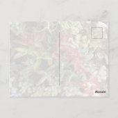 Succulents Postcard Briefkaart (Achterkant)
