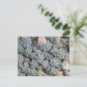 Succulents Postcard Briefkaart (Staand voorkant)