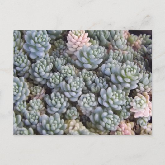 Succulents Postcard Briefkaart (Voorkant)