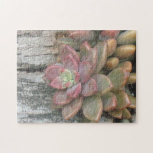 Succulerend Plant op driftwood Legpuzzel