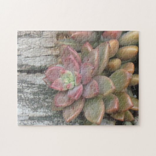 Succulerend Plant op driftwood Legpuzzel (Horizontaal)