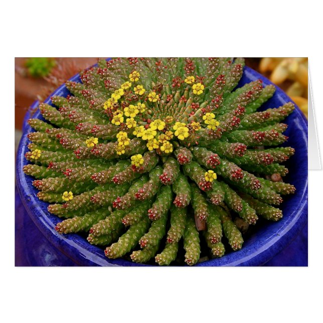 Succulte euforie kaart van Debra Lee Baldwin (Voorkant Horizontaal)