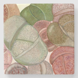 Succulte levende stenen (lithoppen) onderzetter