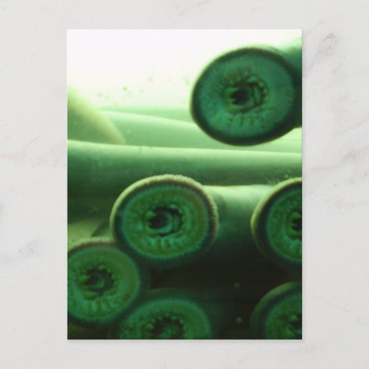 Suckers Briefkaart (Voorkant)