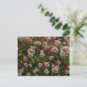 sucularis in spring Postcards Briefkaart (Staand voorkant)