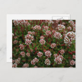 sucularis in spring Postcards Briefkaart (Voorkant / Achterkant)