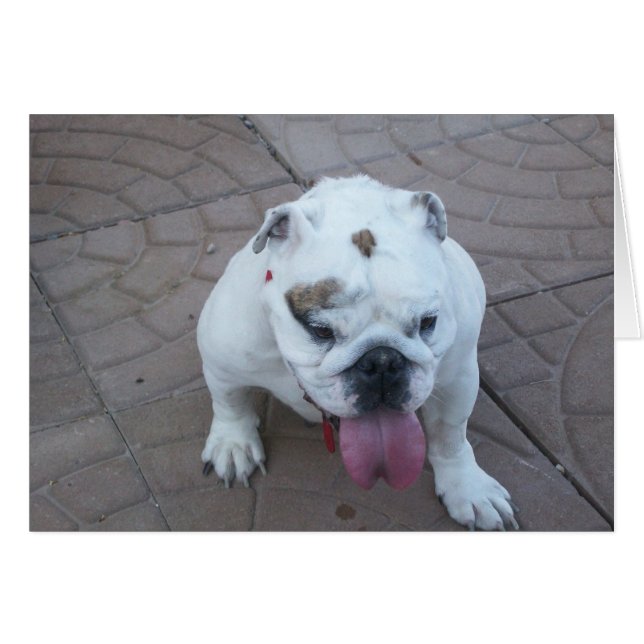 Sue-Beer-blanco (Voorkant Horizontaal)