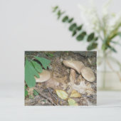 Suede Paddenstoel Trio Postkaart (Staand voorkant)
