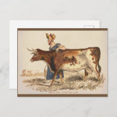 Suffolk Koe - Rustieke  boerderij Art Briefkaart (Voorkant / Achterkant)