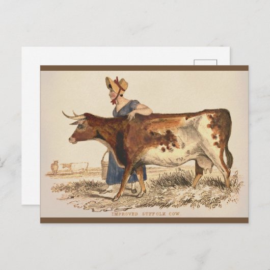 Suffolk Koe - Rustieke  boerderij Art Briefkaart (Voorkant / Achterkant)
