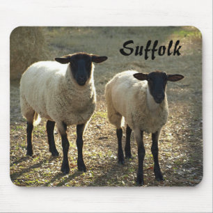 Suffolk-schapen Late Day Sunshine Barnyard Weiland Muismat