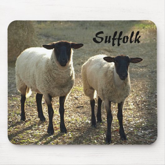 Suffolk-schapen Late Day Sunshine Barnyard Weiland Muismat (Voorkant)