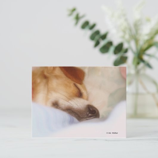 Sugar Booger Briefkaart (Staand voorkant)