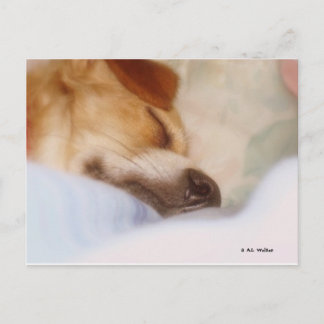 Sugar Booger Briefkaart