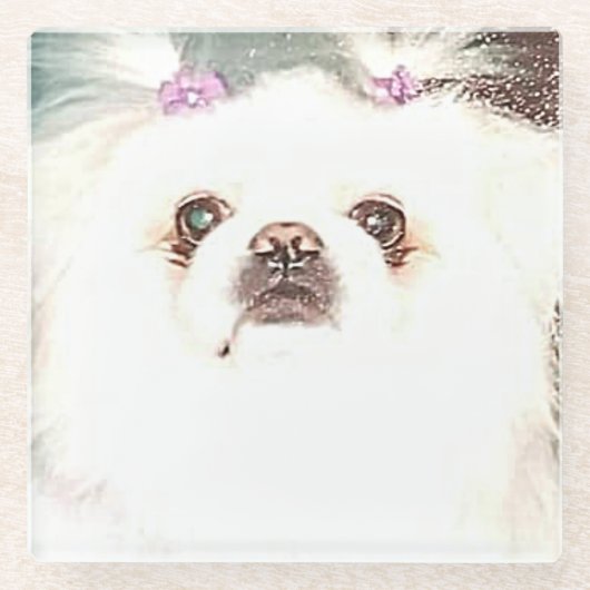 "SUGAR" de prachtige pekingese onderzetters (Voorkant)