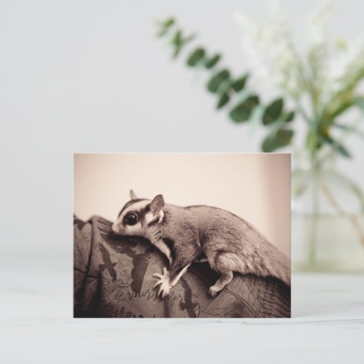 Sugar Glider-briefkaart Briefkaart (Staand voorkant)