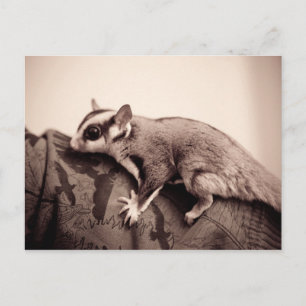 Sugar Glider-briefkaart Briefkaart