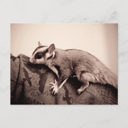 Sugar Glider-briefkaart Briefkaart (Voorkant)