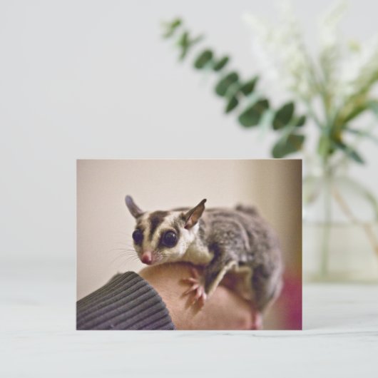 Sugar Glider briefkaarten (Staand voorkant)