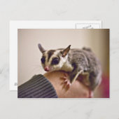 Sugar Glider briefkaarten (Voorkant / Achterkant)