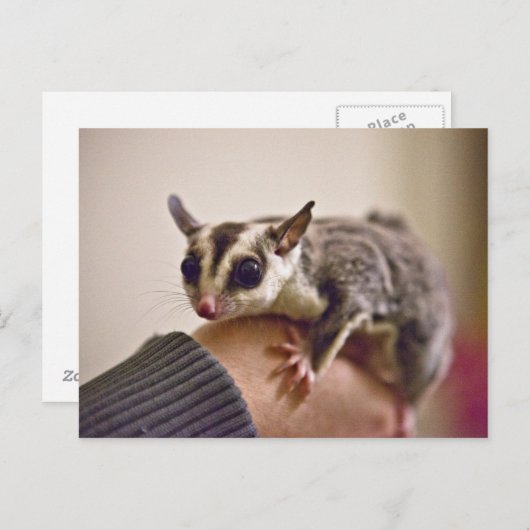 Sugar Glider briefkaarten (Voorkant / Achterkant)