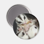 Sugar Glider Familie Met Joey Magneet (Voorkant / Achterkant)