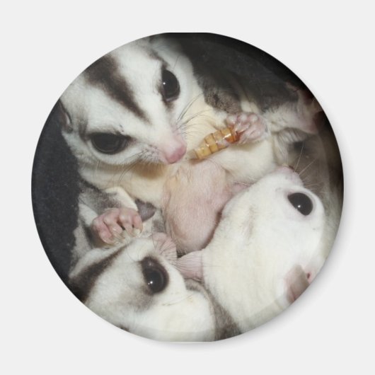 Sugar Glider Familie Met Joey Magneet (Voorkant)