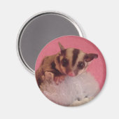 Sugar Glider Joey Magnet (Voorkant / Achterkant)