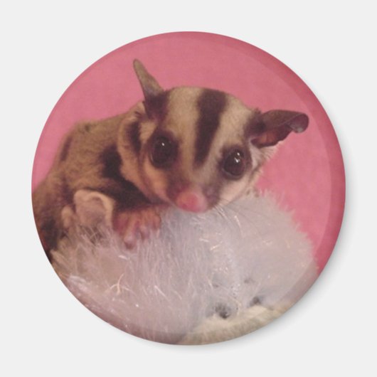 Sugar Glider Joey Magnet (Voorkant)