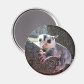 Sugar Glider Magneet (Voorkant / Achterkant)