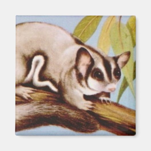 Sugar Glider Magnet (Voorkant)