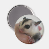 Sugar Glider Magnet (Voorkant / Achterkant)