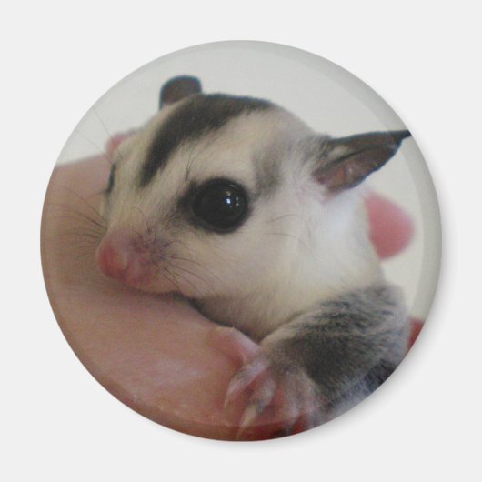 Sugar Glider Magnet (Voorkant)
