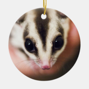 Sugar Glider-ornament Keramisch Ornament