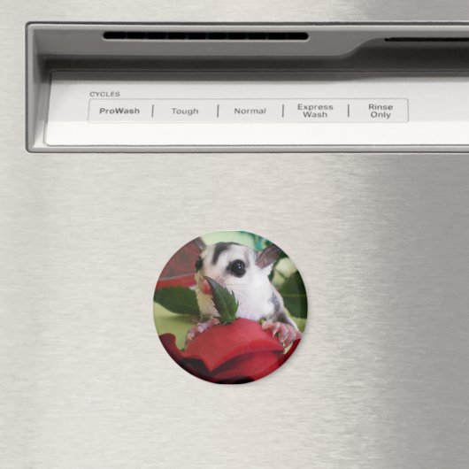 Sugar glider w / roos magneet (Insitu (Vaatwasser))