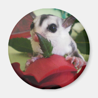 Sugar glider w / roos magneet