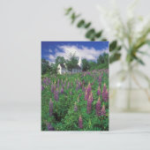 Sugar Hill New Hampshire Lupines and Church Briefkaart (Staand voorkant)
